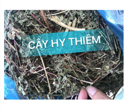 Cây hy thiêm 500gr khô đẹp