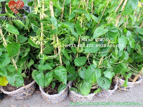 CÂY GIỐNG HOA THIÊN LÝ SIÊU HOA