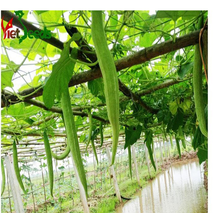 hạt giống quả lặc lè ( mướp mèo - quả lặc lè)