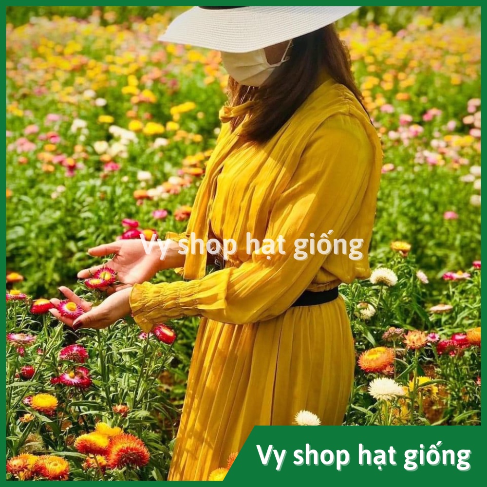 Hạt giống hoa cúc bất tử gói 200 hạt mix màu