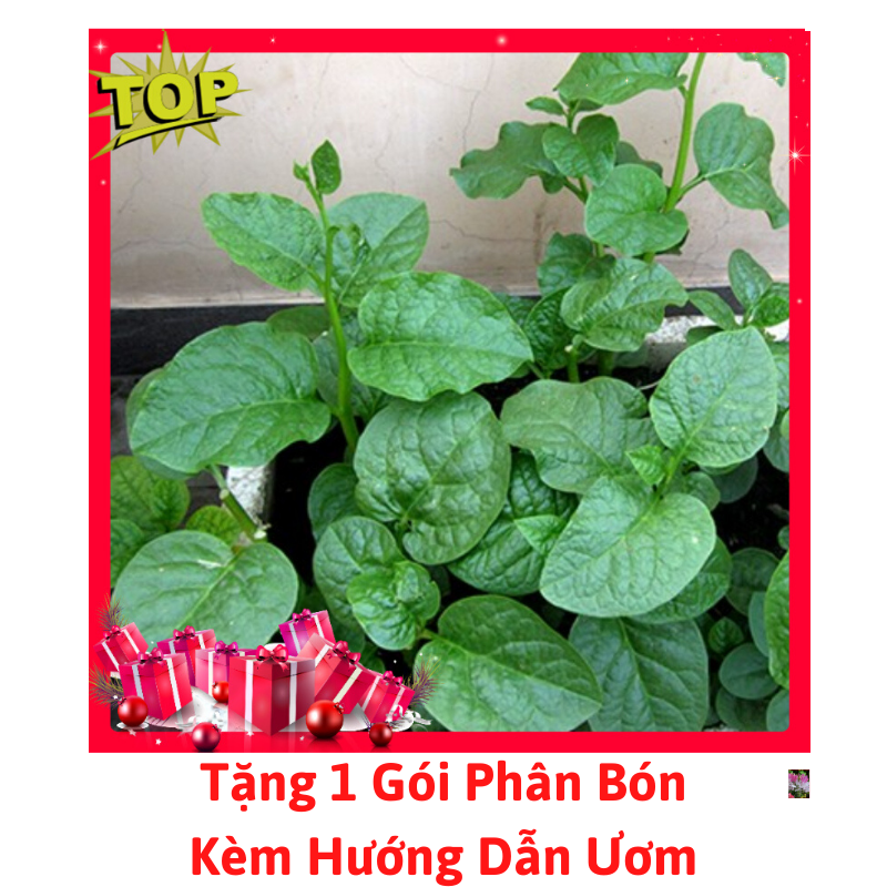 [Lấy mã giảm thêm 30%] Gói Hạt Giống Rau Mồng Tơi Cao Sản