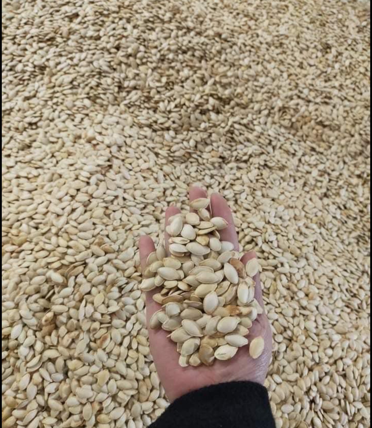 Combo 1kg HẠT BÍ 2 HŨ