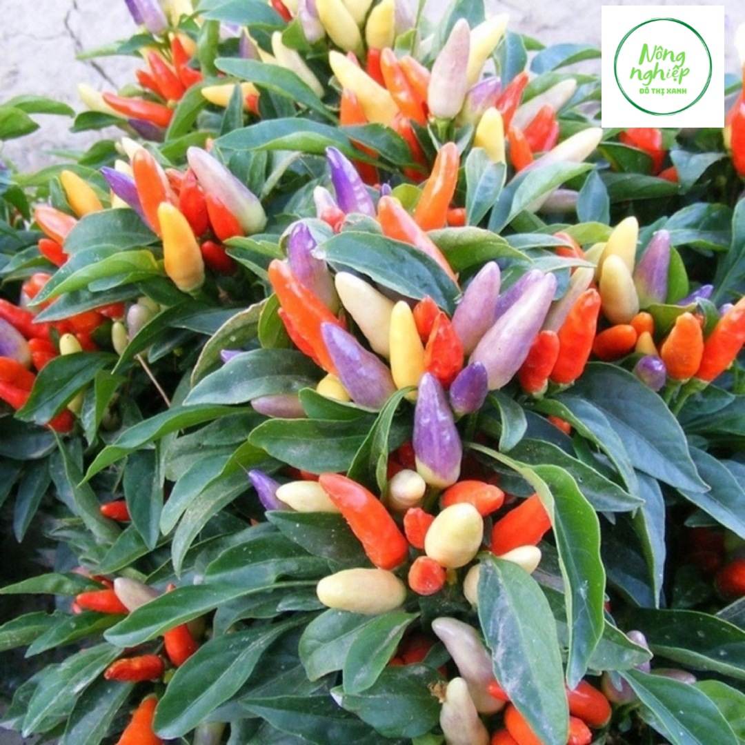 Hạt Giống Ớt Kiểng Ngũ Sắc Sai Trái (0.1gr)