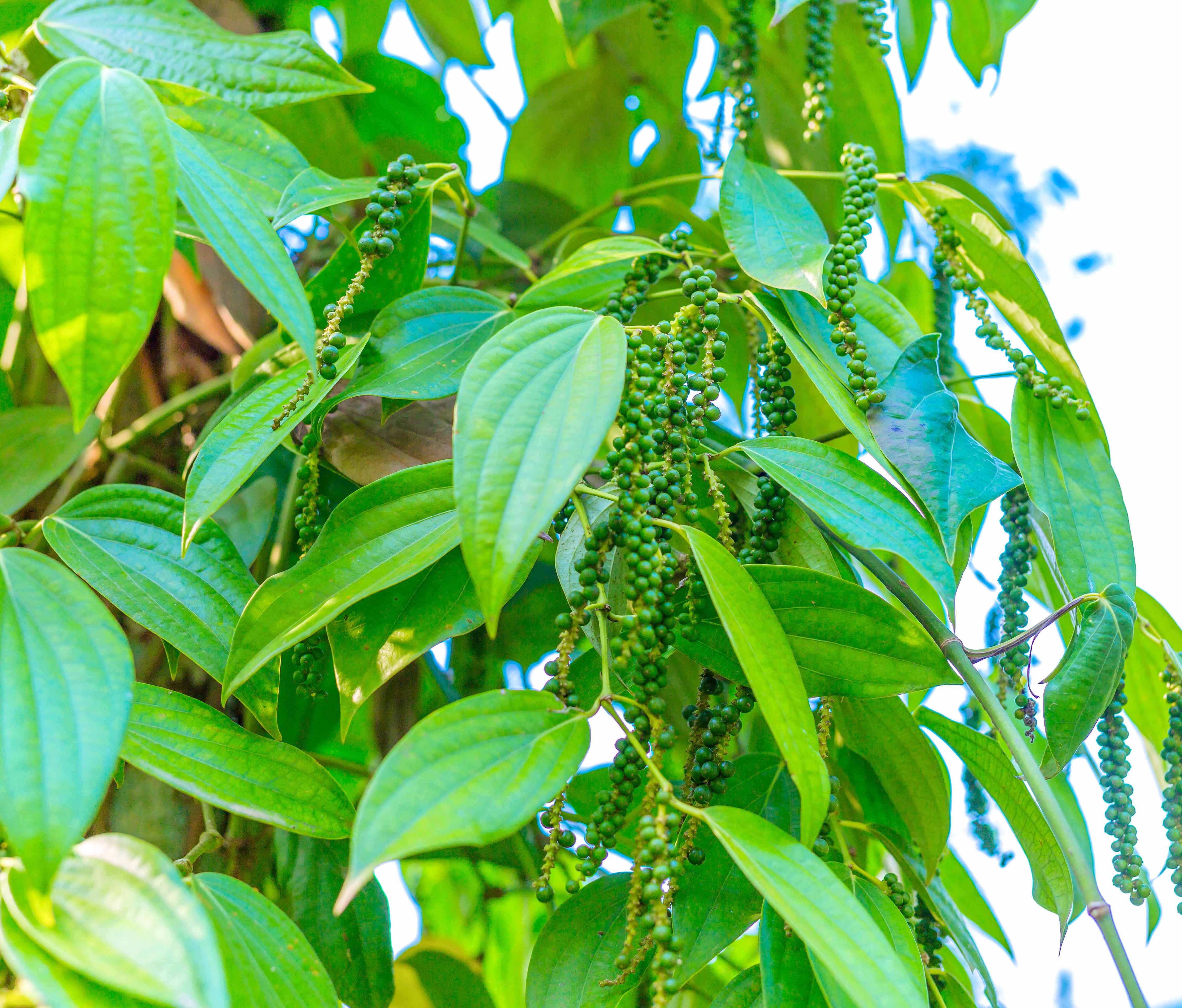 Tiêu Tiên Phước chính gốc (1kg)