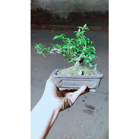 Chậu Cây Mai Chiếu Thuỷ