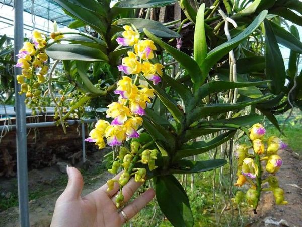 combo 3 cốc phong lan hoàng nhạn tháng 8