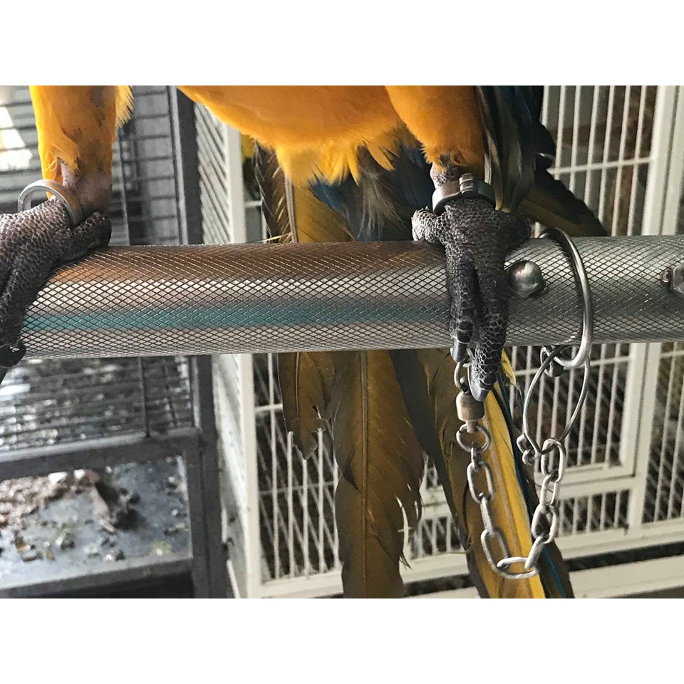 Xích chân vẹt macaw - cockatoo