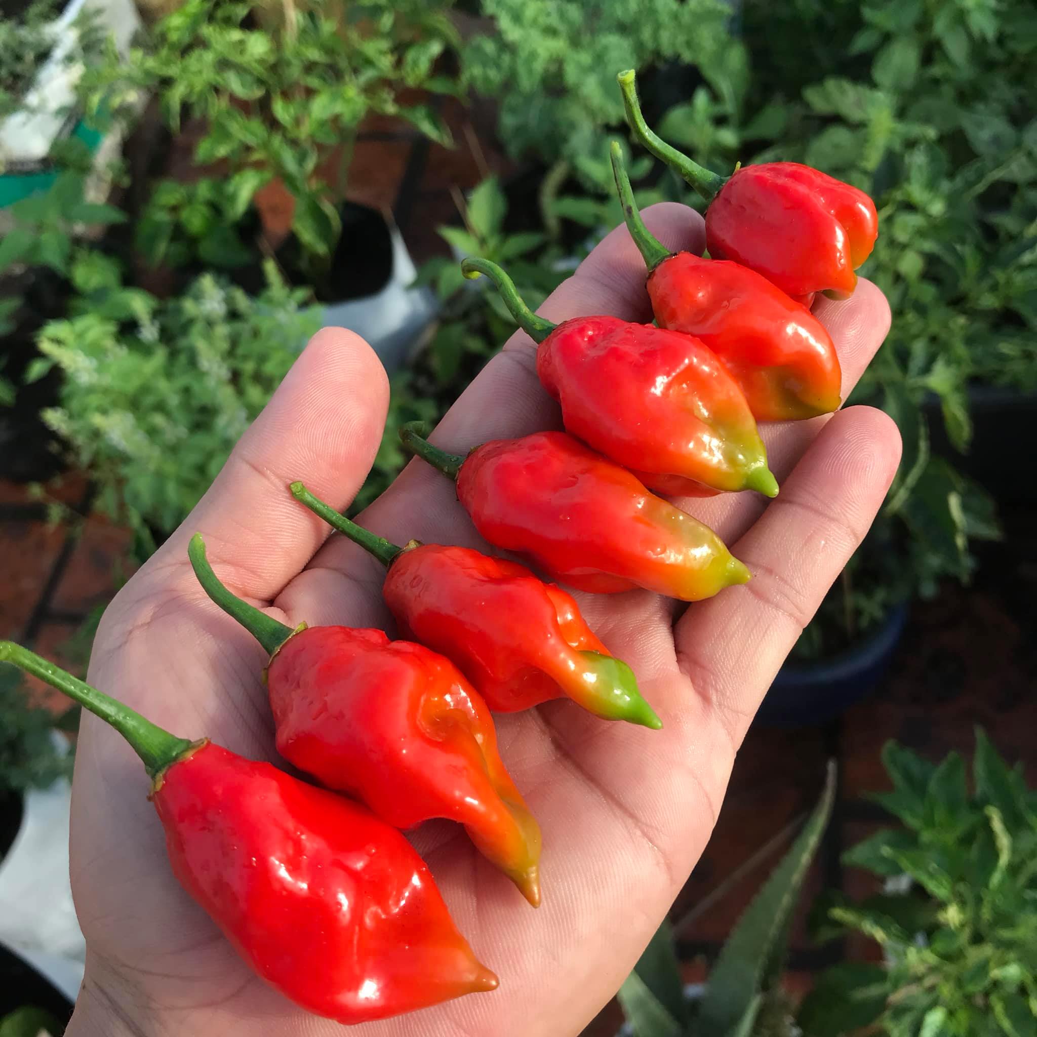 Hạt ớt giống - Bhut Jolokia Red (Ghost Red) (5 hạt)