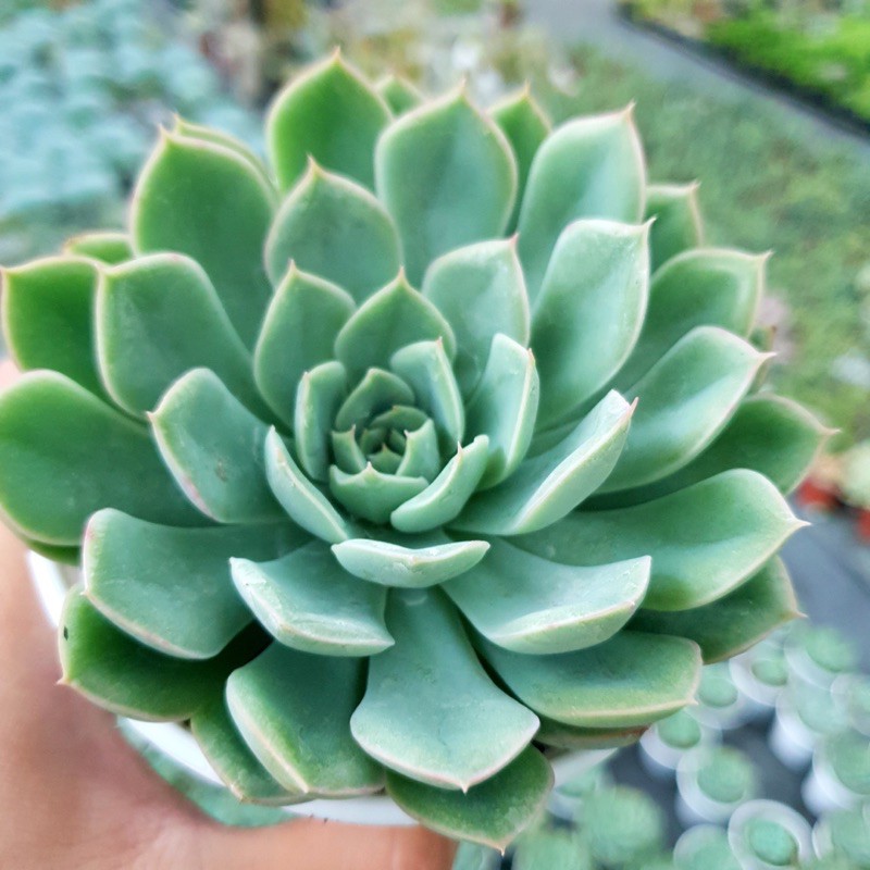 SEN ĐÁ LIÊN ĐÀI TRẮNG SIZE TRUNG BÌNH LỖI 1 ĐỔI 1
