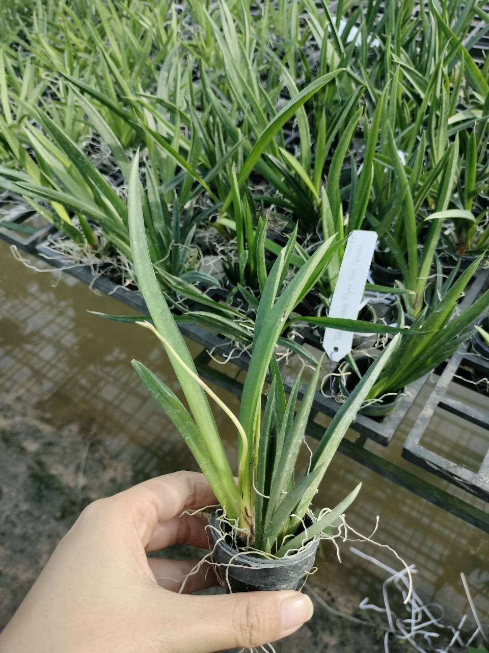 Hoa Lan Vũ Nữ Bút Chì trứng cút, cây cao 7- 10cm