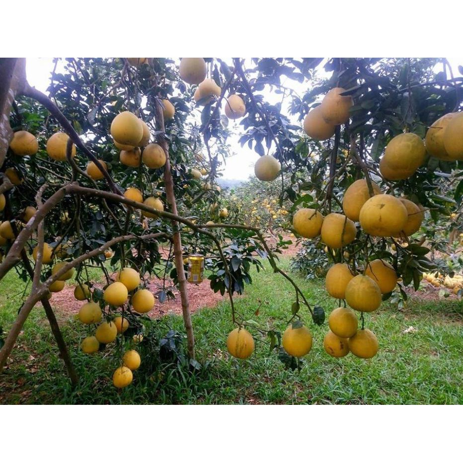 [Chuẩn Giống F1] Cây giống bưởi diễn