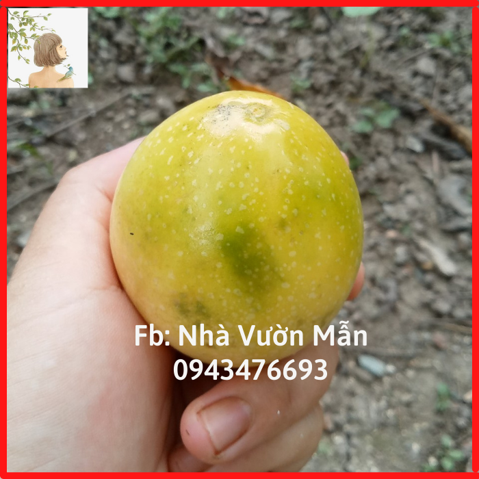 20 Hạt Giống Chanh Leo Vàng Ngọt