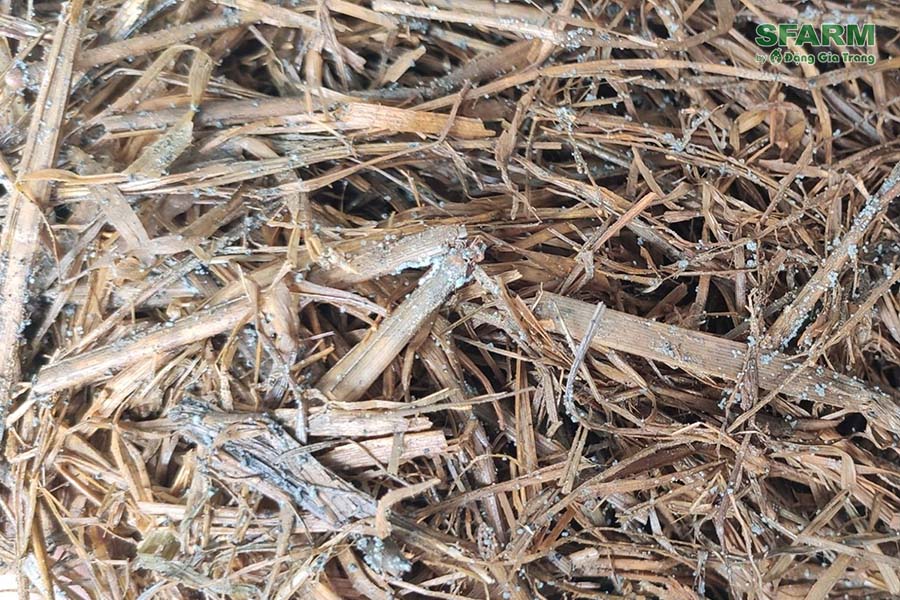 Gói 1kg Nấm đối kháng Trichoderma Plus Humic và Trichoderma SFARM