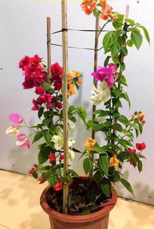 hoa giấy ngũ sắc (có tem chuẩn giống)