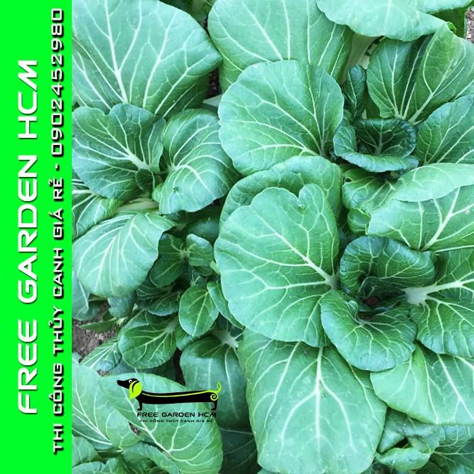 COMBO 100 HẠT GIỐNG CẢI JOI CHOI - JOHNNYSEEDS