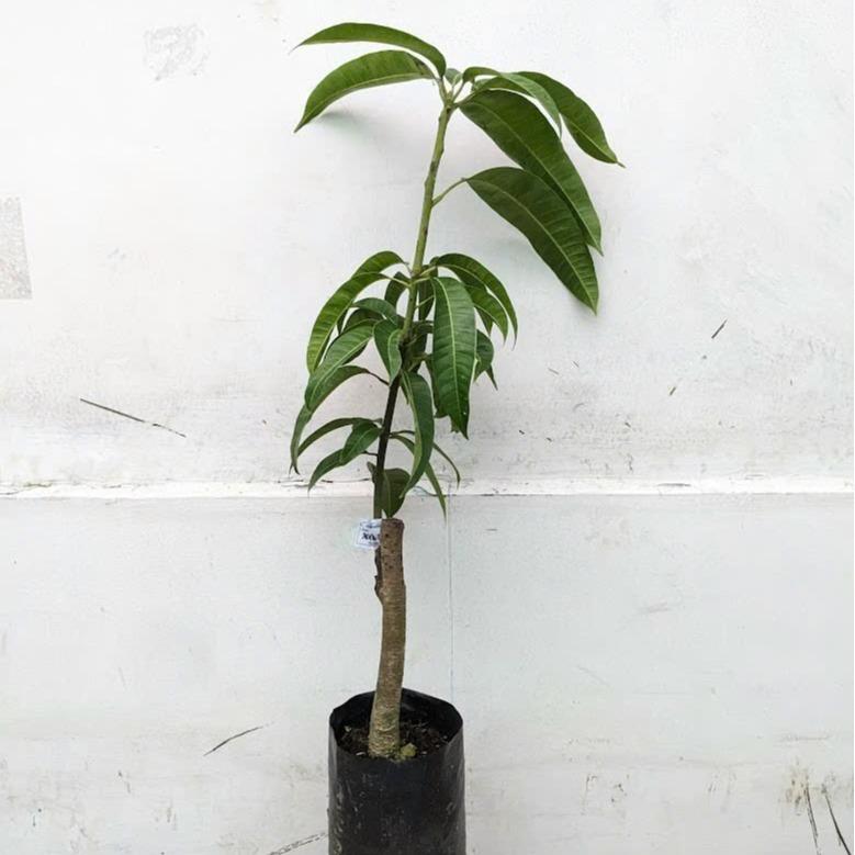 02 cây giống Xoài Úc chuẩn giống