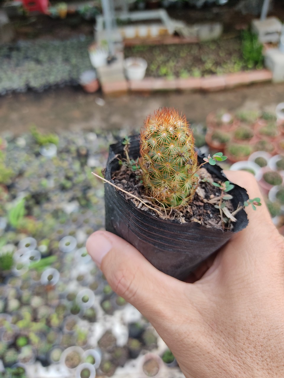 Xương rồng TRỤ THIÊN (size chậu 5 cm)