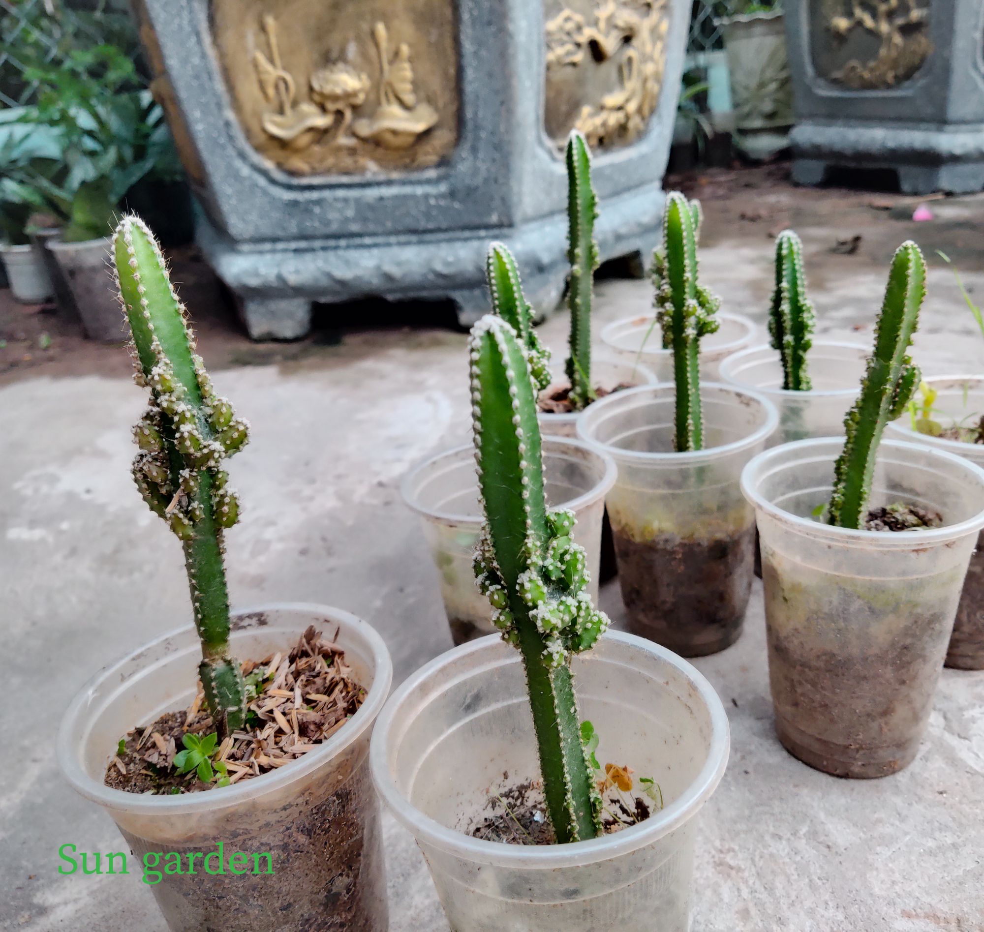 CÂY GIỐNG XƯƠNG RỒNG THÁP