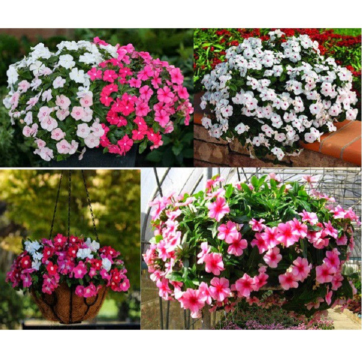 Hạt giống hoa dừa cạn rủ