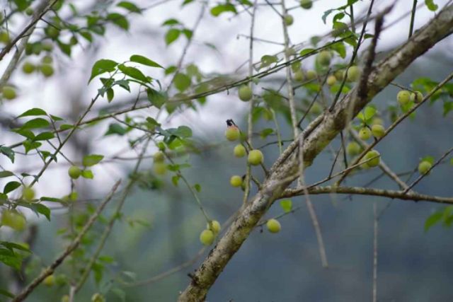 Cây giống quả Mơ Xanh ( cây mơ chua)