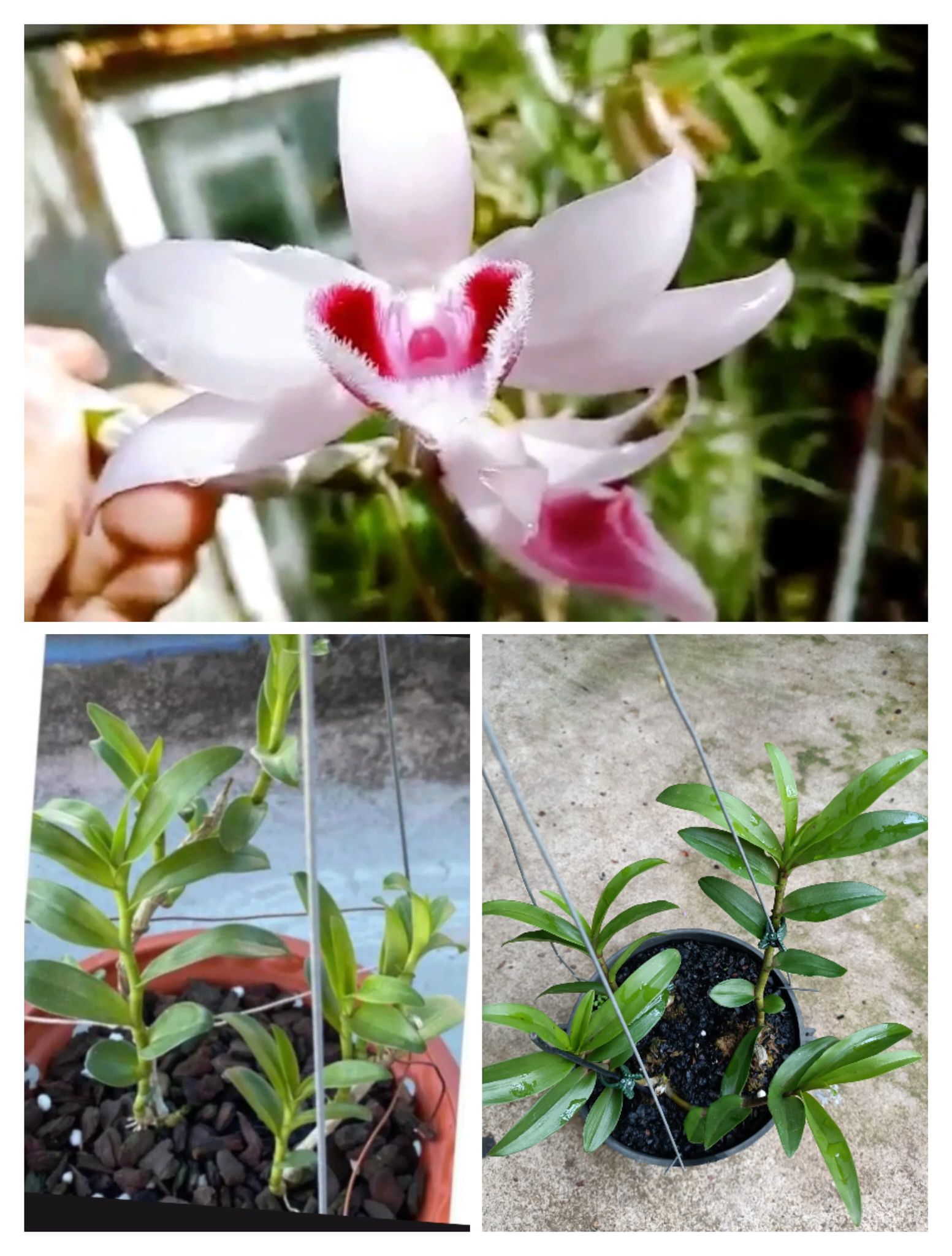 Cây giống hoa lan ĐăkLei (hàng rừng  nhân ki 15-25cm)