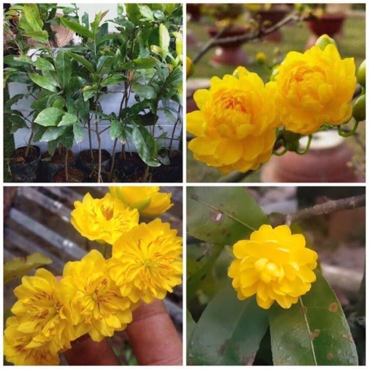 BẦU CÂY GIỐNG HOA  MAI VÀNG CÁNH KÉP ĐẠI LỘC