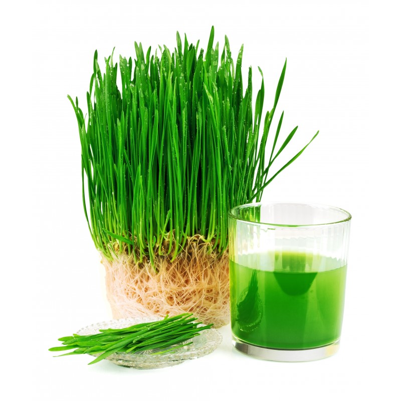 Bộ gói hạt giống Lúa mạch (Cẩm chướng hồng)