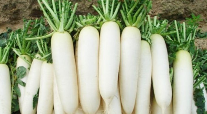 Hạt Giống Củ Cải Trắng