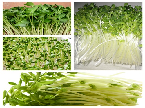 Hạt Giống Mầm Củ Cải Trắng - Gói 20gr