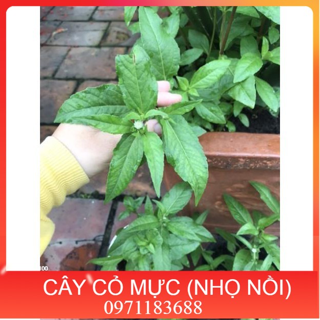 Cây cỏ mực/cây nhọ nồi nhà vườn trồng