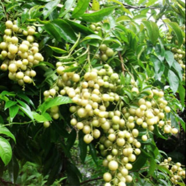 Cây mắc mật ( cây hồng bì) cây đẹp, cao 50cm,