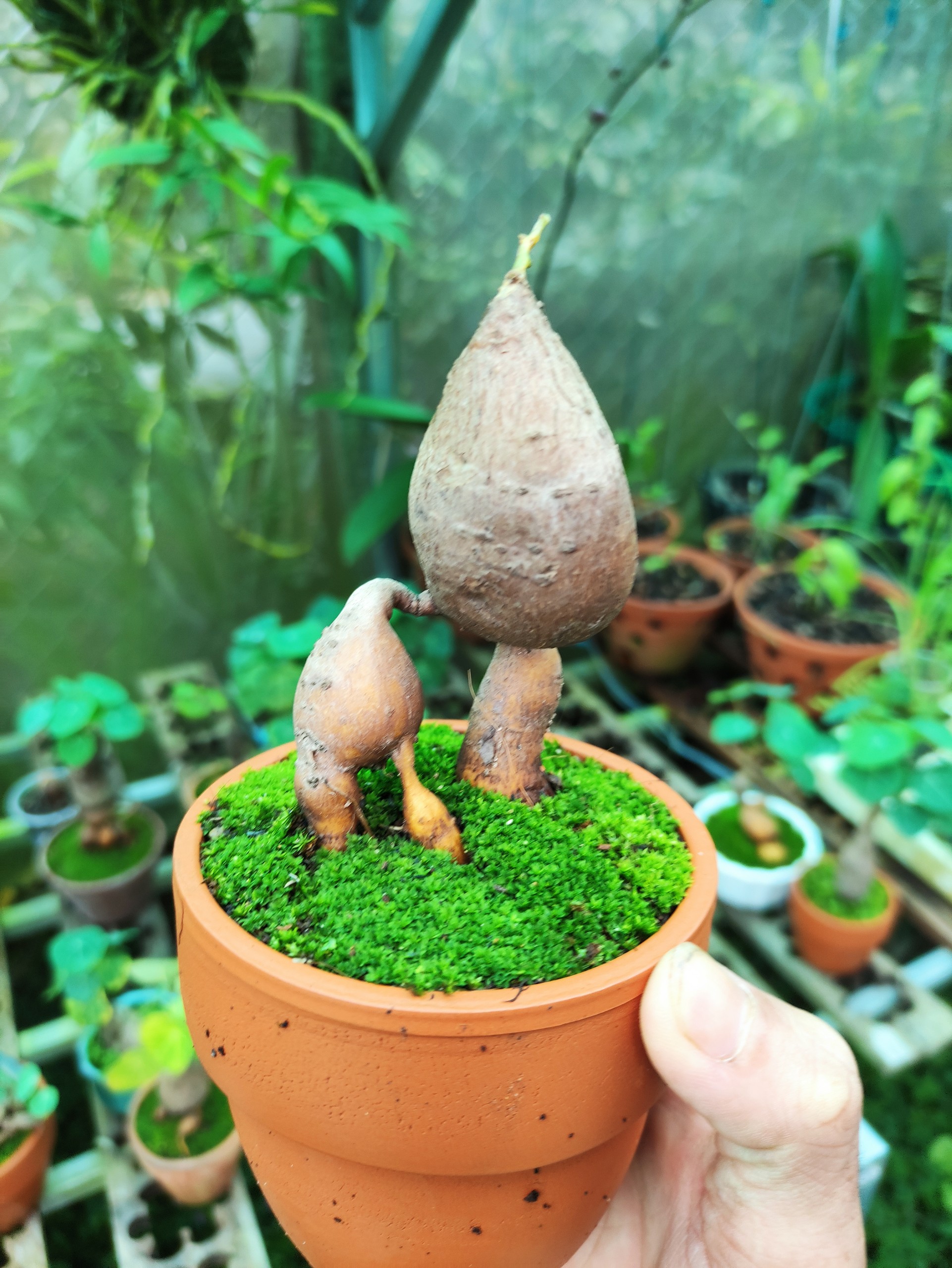 Củ bình vôi
