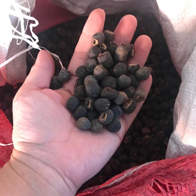 1kg Hạt Chuối Cô Đơn Rừng Ninh Thuận