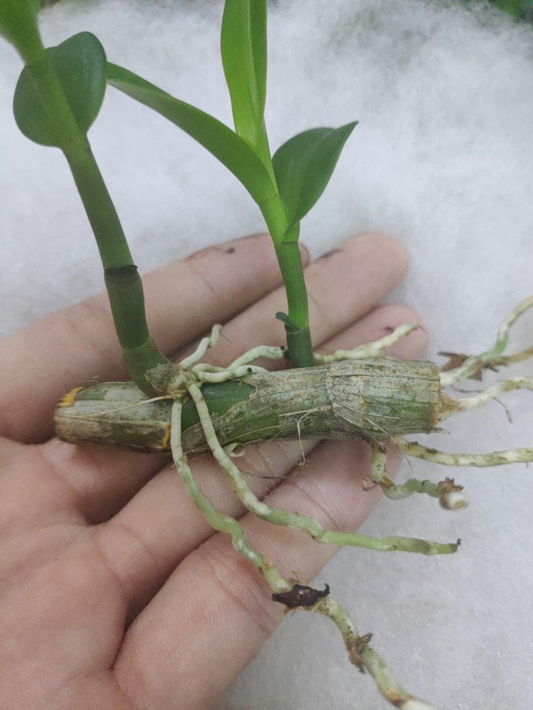 [HCM]Lan Giống Kie Nù Lai Châu