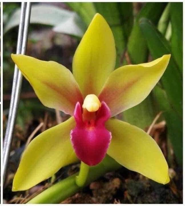 Lan Giống Kiem Jindamanee Tự Thụ cây 52