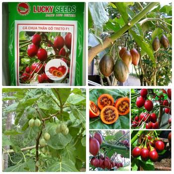 Hạt giống cà chua thân gỗ Tamarillo ( 10 hạt/gói )