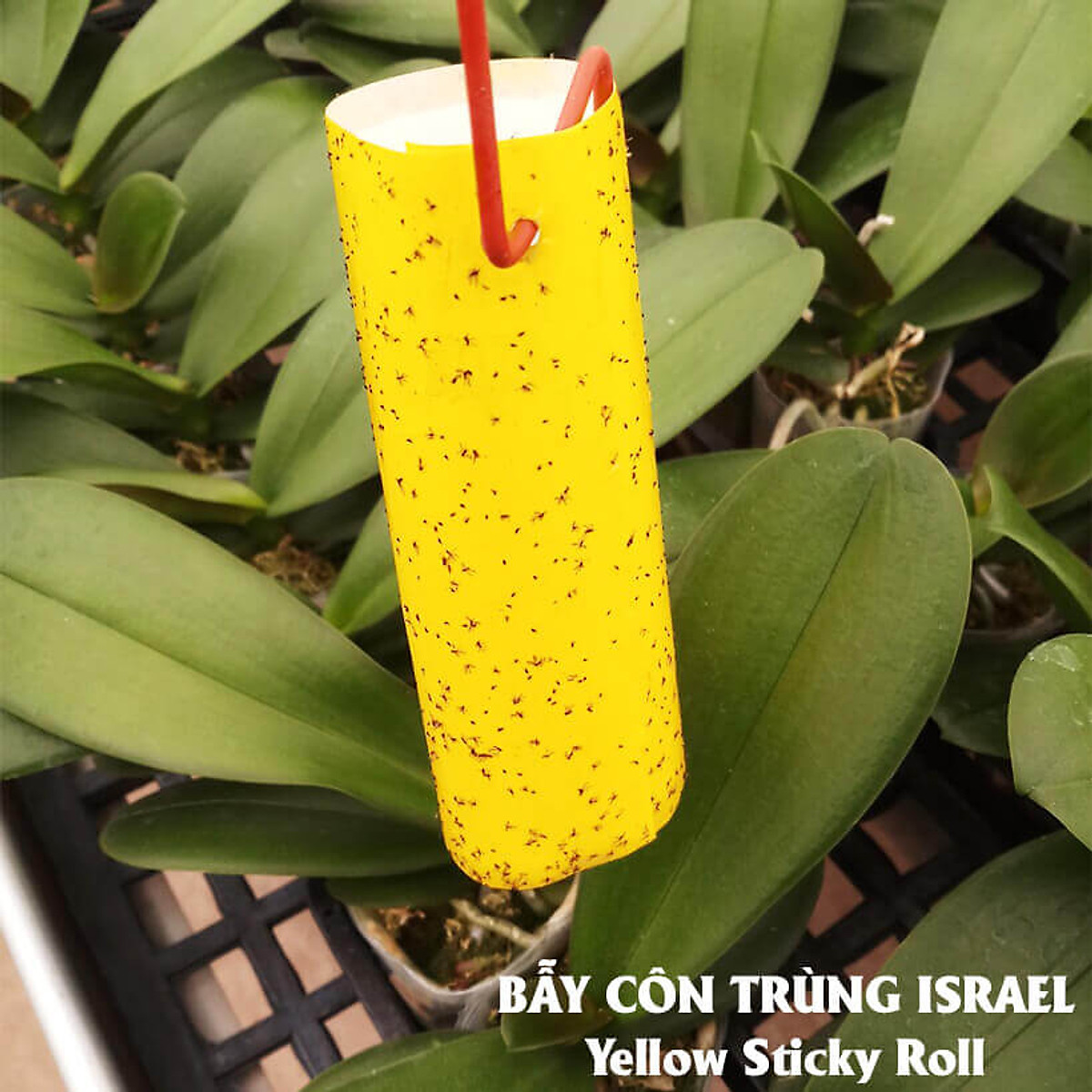 [HCM]Miếng Dính Vàng Bẫy Côn Trùng Israel (Set 20 miếng 2 mặt keo kích thước 18cm x 22cm) - Sticky Yellow Roll dùng bẫy các loại Côn Trùng Bay ngây hại rau sạch như Ruồi Bọ Phấn Bọ Trĩ Bướm và côn trùng khác...