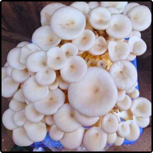 Phôi nấm Sò (01 kiện hàng 03 bịch)