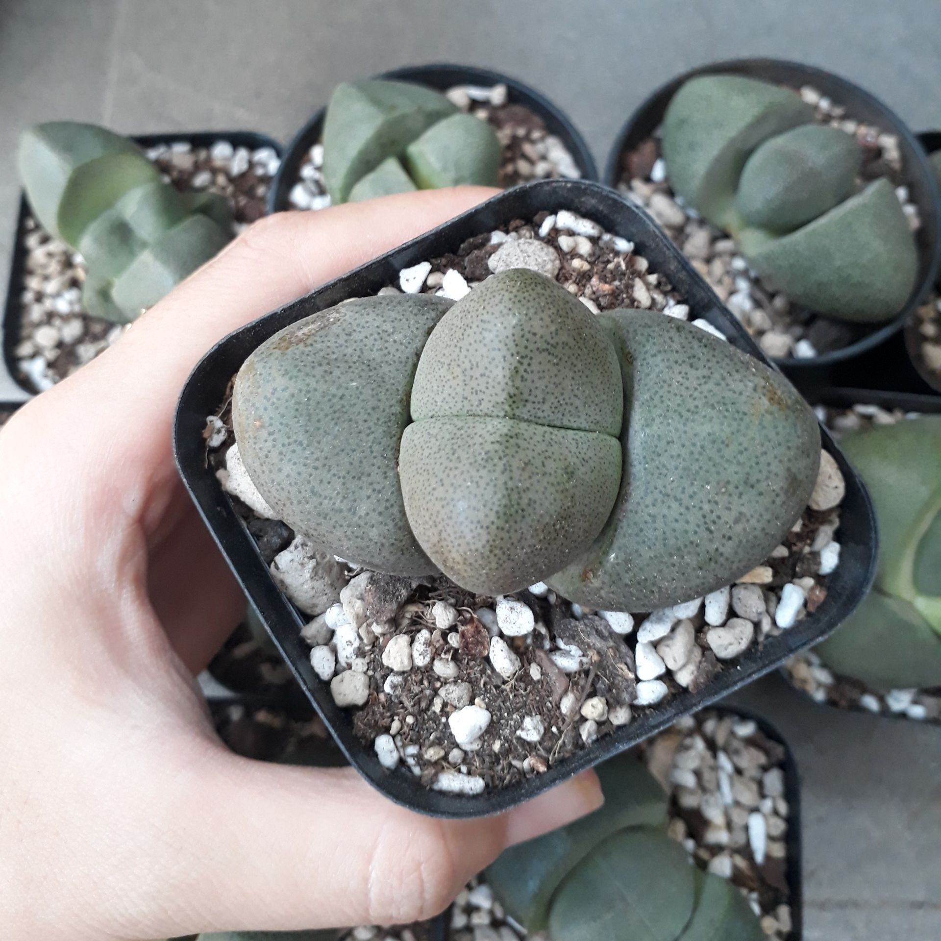 Sen Đá Hột Vịt Lộn Siêu To (Sen Mông/Lithops/Thạch Lan)