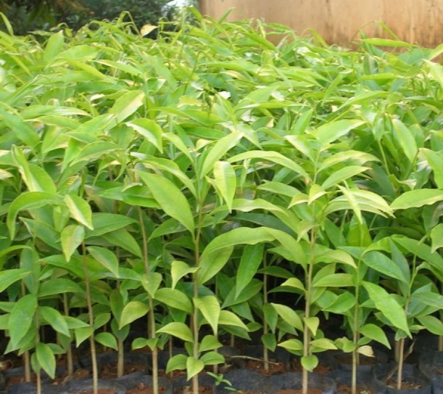 Cây giống Trầm Hương [ Cây khỏe tốt, sinh trưởng nhanh ].[ - Tên khác: cây gió, cây dó bầu, cây dó trầm, cây trầm, cây kỳ nam. ]