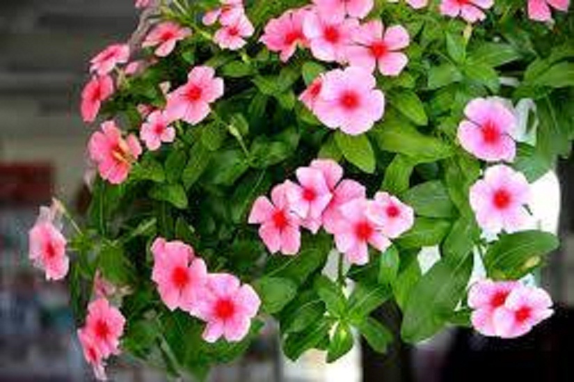 CHẬU HOA DỪA CẠN SIÊU ĐẸP