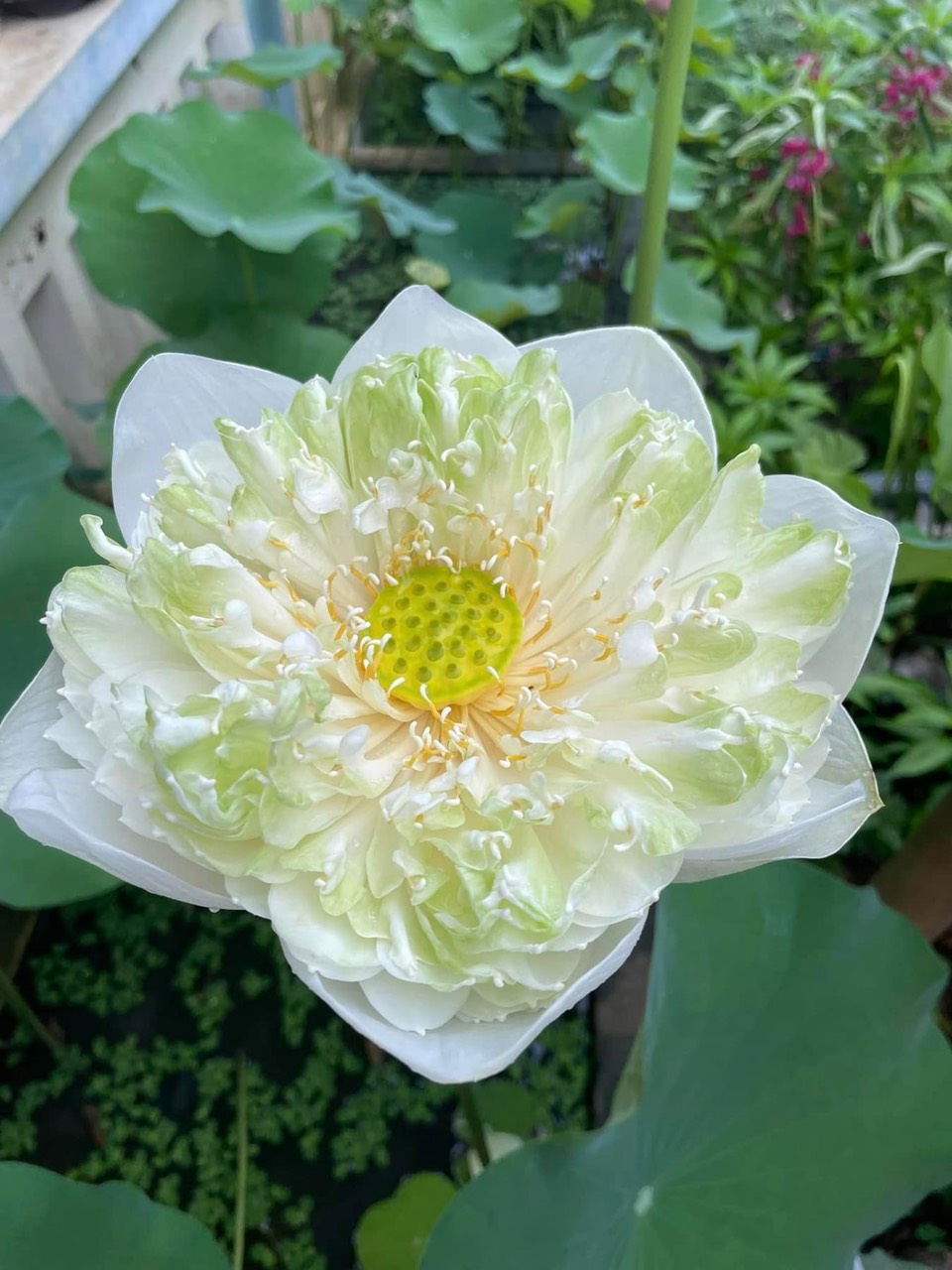 Củ sen quan âm trắng ra hoa sau 30-40 ngày