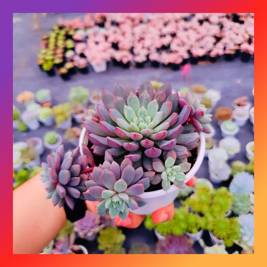 SEN ĐÁ KIM CƯƠNG TÍM SIZE TRUNG BÌNH  LỖI 1 ĐỔI 1