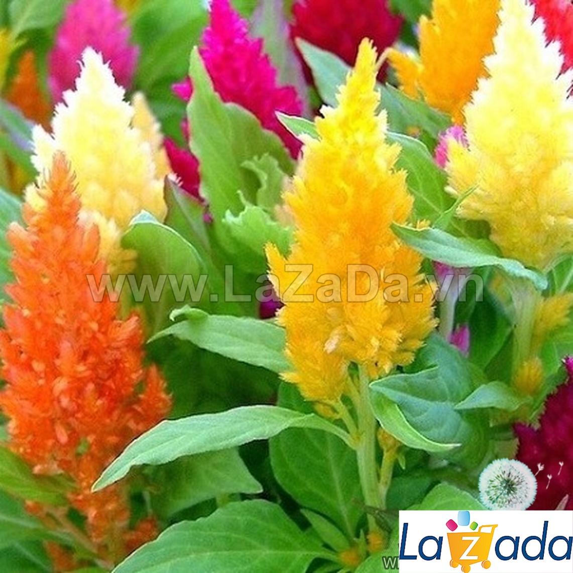 100h Hạt Giống Hoa Mào Lửa Mix Màu (C4.102| -KD: B20*V22*M204)