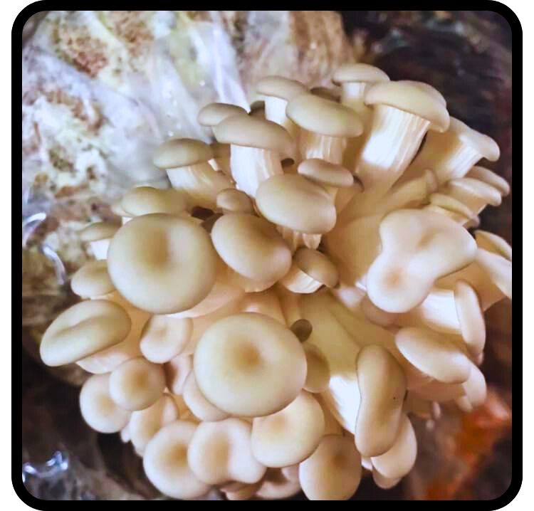 Phôi nấm Sò (01 kiện hàng 06 bịch)