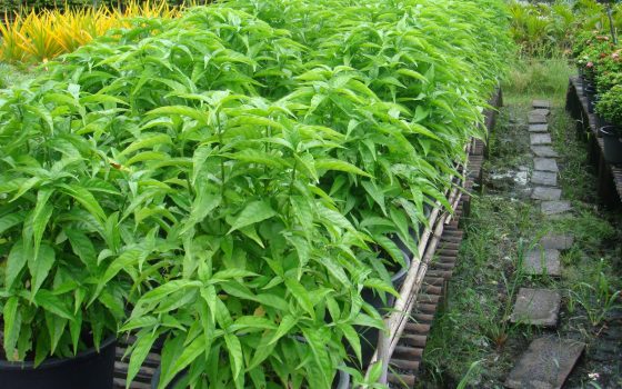 Cây ngọc lan trắng huhgfd
