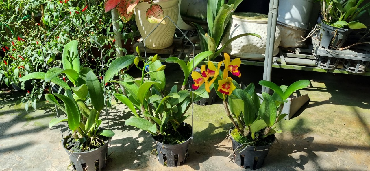 HOA LAN CATT TÚ CẦU VÀNG LƯỠI ĐỎ