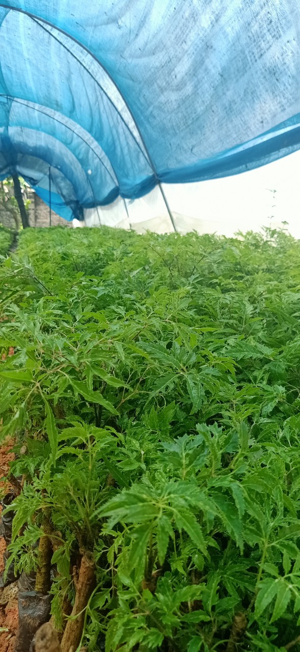 combo 10 cây đinh lăng giống nếp lá nhỏ ( mua 10 cây tăng 1 cây )