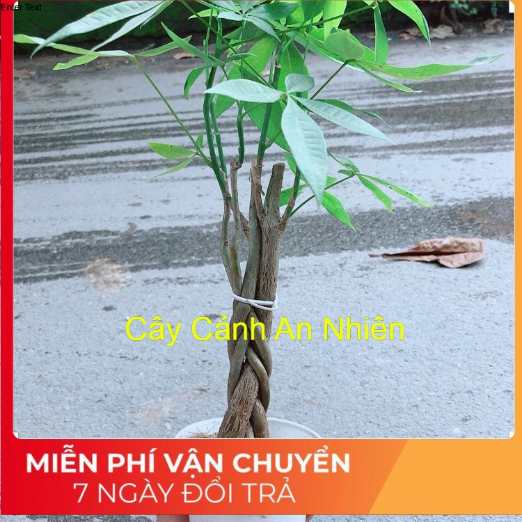 Kim ngân thắt bính 5 thân