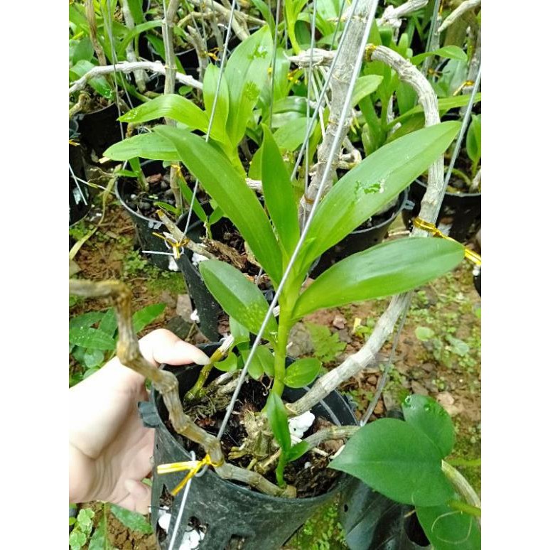 hoa phong lan trầm tím rừng chậu phi 12